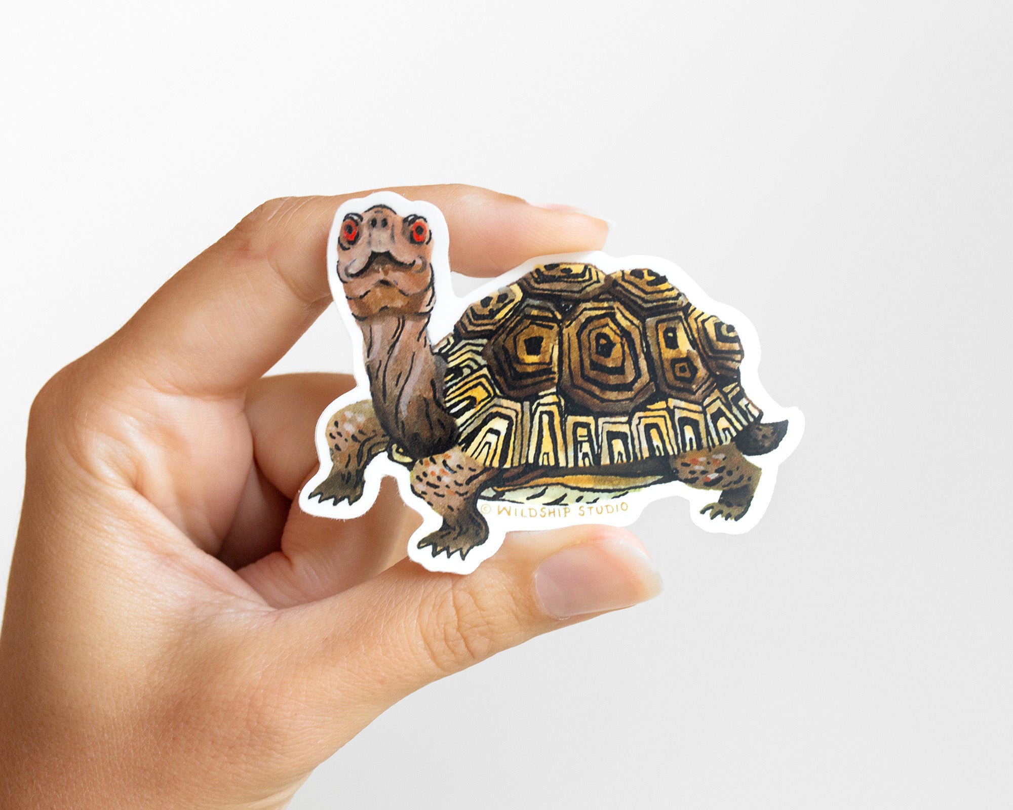 Box Turtle Sticker